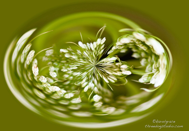Polar Queen Anne's Lace
