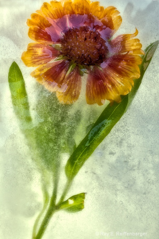 img 7193 Flower Ice
