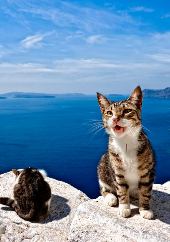 Kitties of Santorini