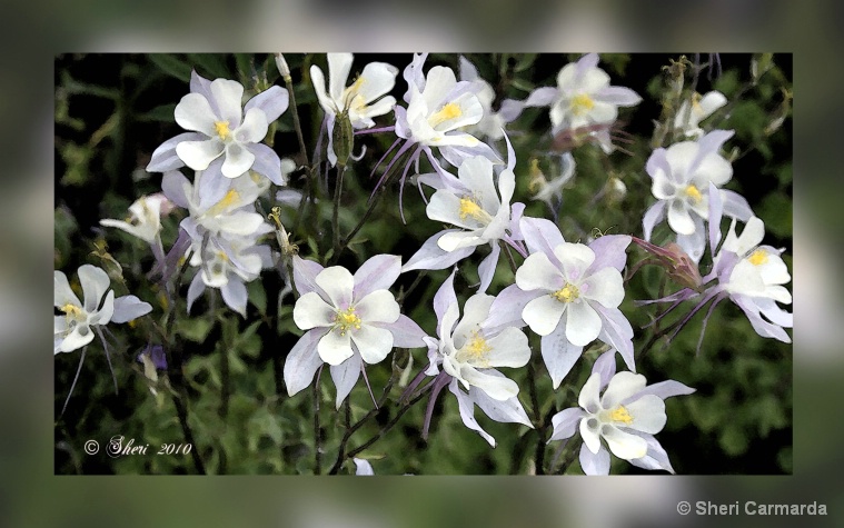 Columbines in a Frame  - 012