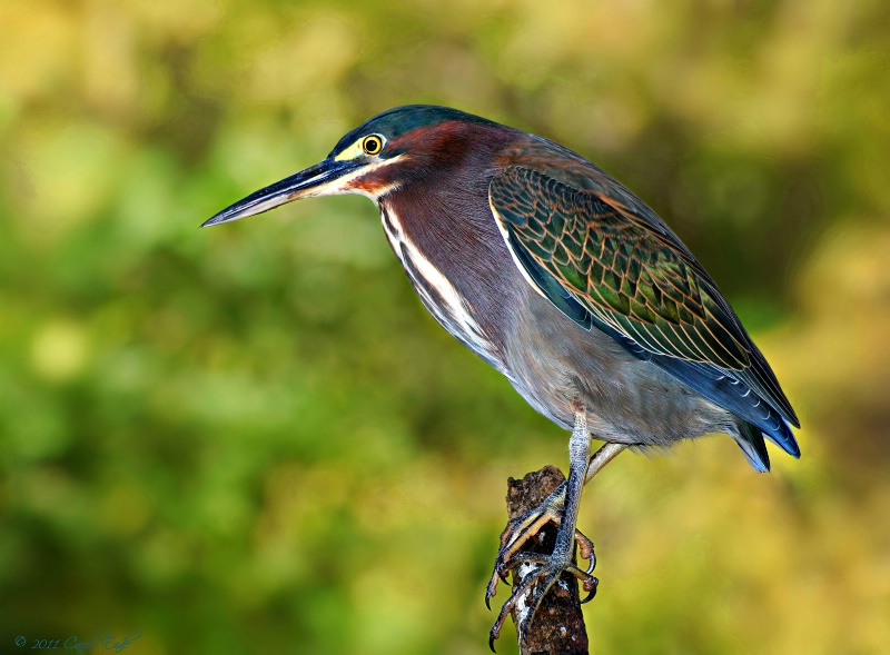 Green Heron