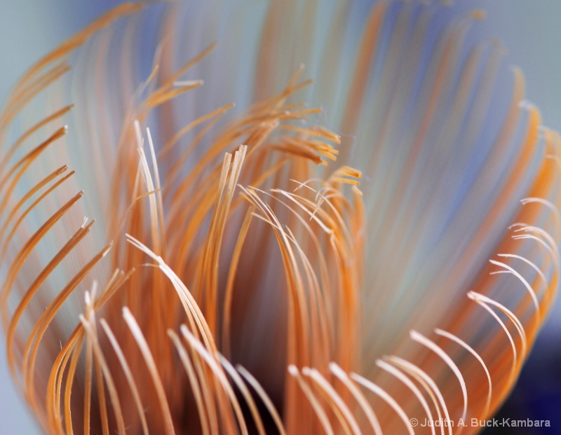 tea whisk abstract