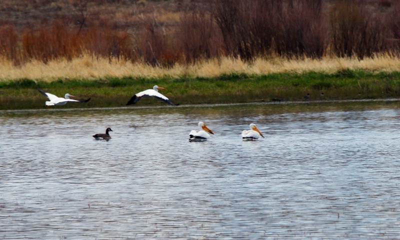 Pelicans at Lake DeWeese
