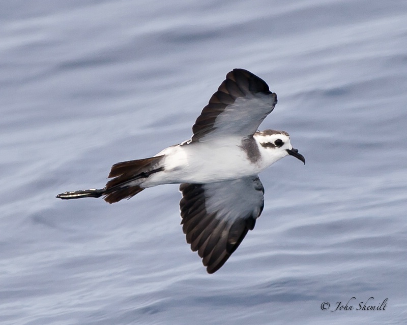 White-faced Storm-petrel - Aug 19th, 2011