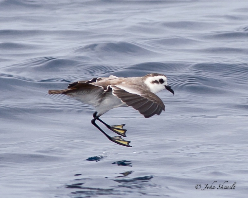 White-faced Storm-petrel - Aug 19th, 2011