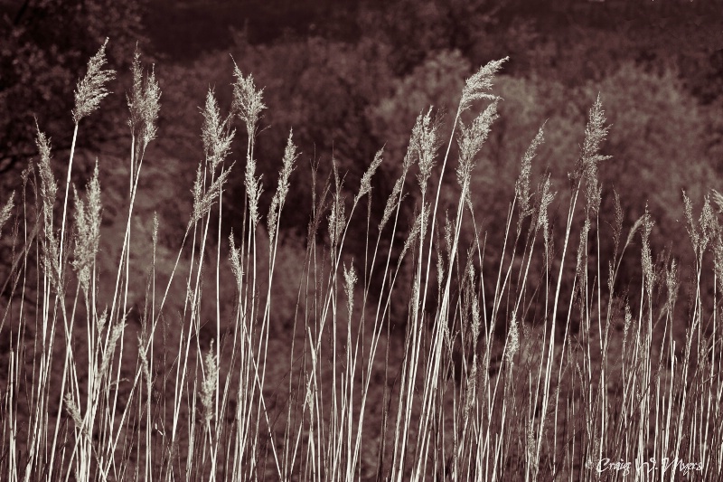Okanagan Grass