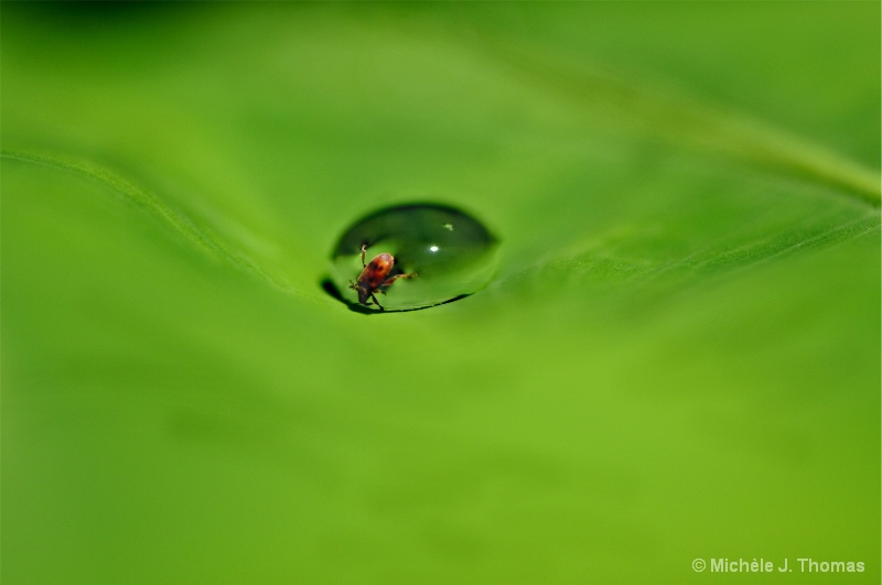 Tiny Bug Checking Out Water Droplet On Leaf !