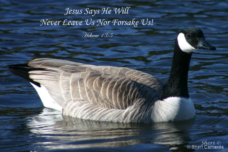 Canadian Goose  -  S 010