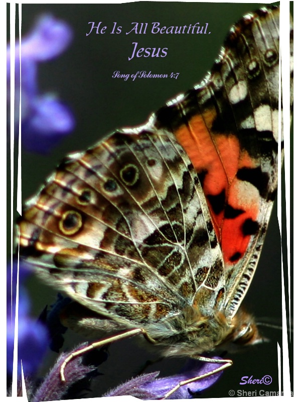 Butterfly   -  S 008