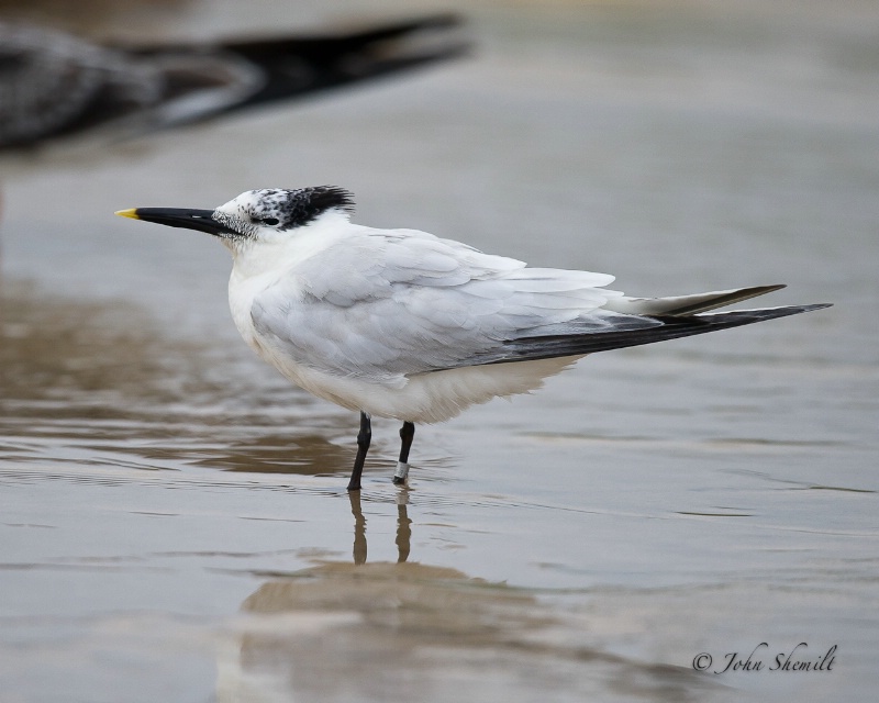 Sandwich Tern - Aug 28th, 2011