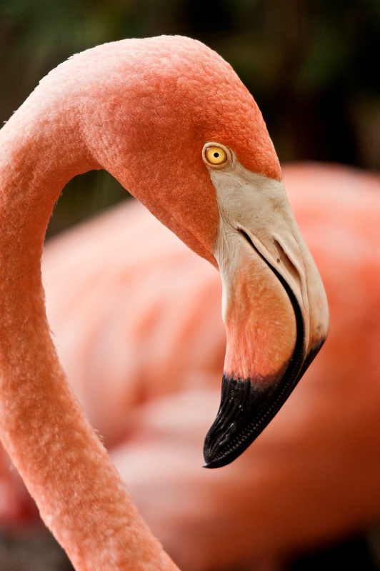 Flamingo at the National Zoo