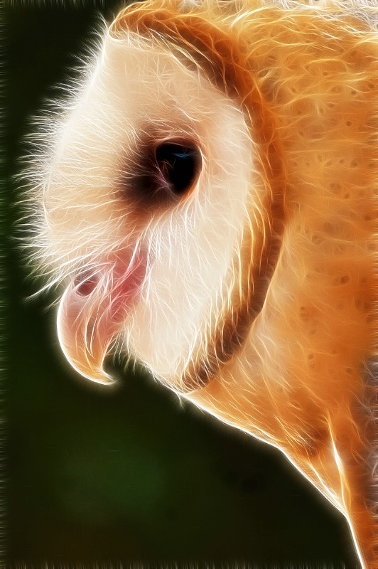 Owl Profile -- Fractalius