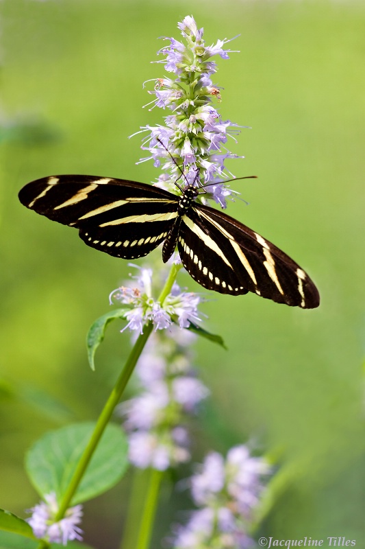 Zebra Longwing Butterfly on Blue Fortune