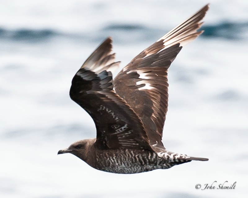 Pomarine Jaegar, immature - October 4th, 2010 