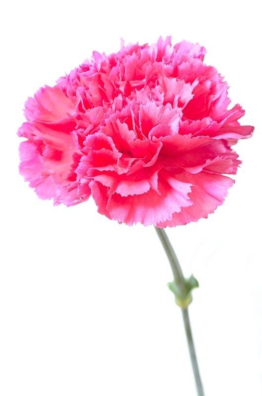 Pop-Up Carnation