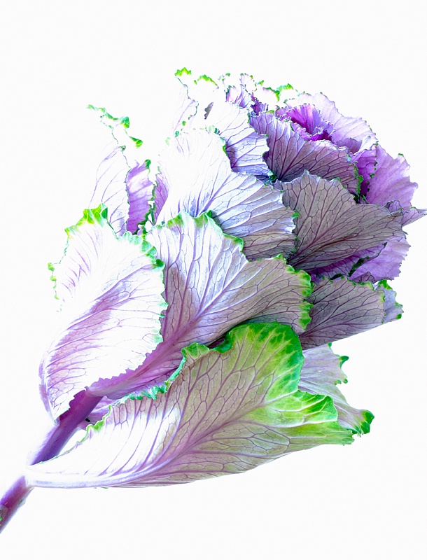 High-Key Kale