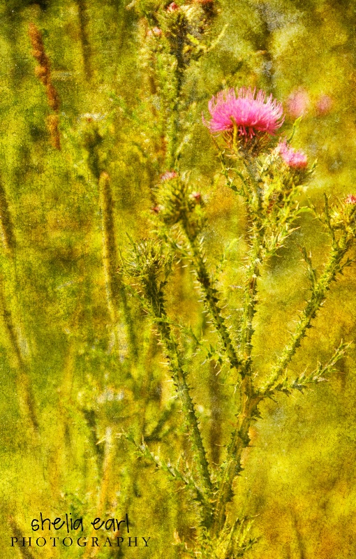 Weeds@@Textured