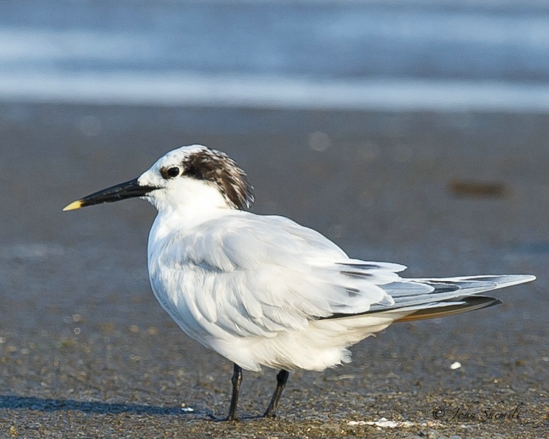 Sandwich Tern - July 24th, 2011 