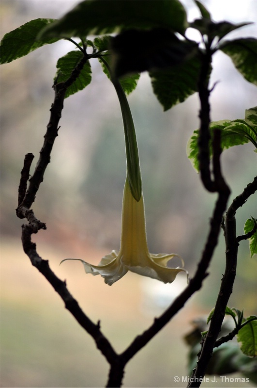 Nature Framed Trumpet Flower !