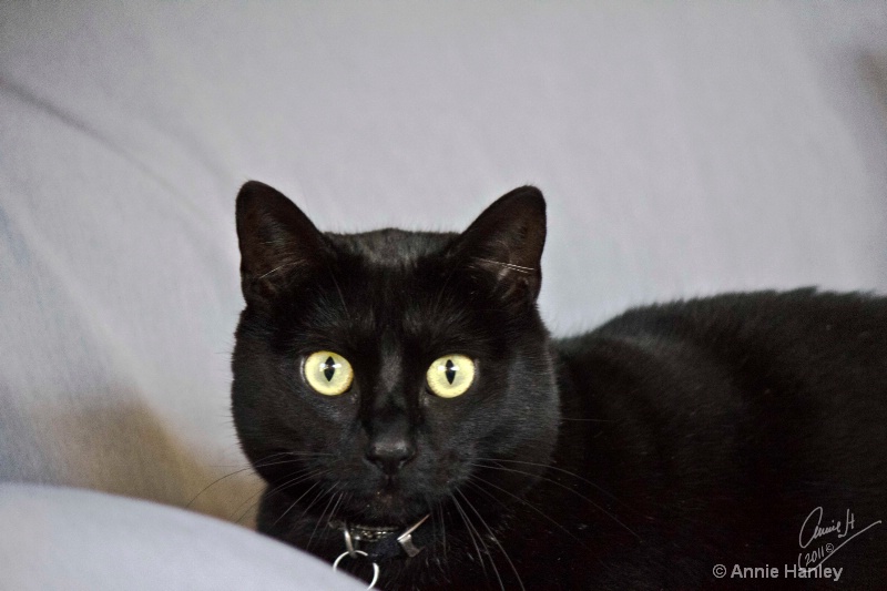 Just look into my eyes...!    bpimg 1235