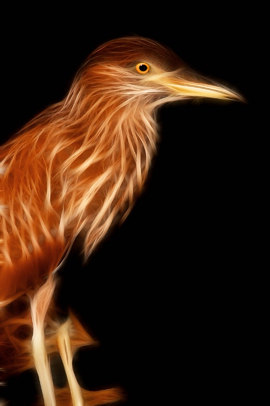 Night Heron--Fractalius