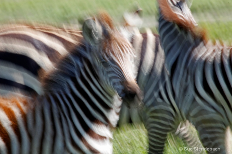 Stripes in Motion, Ngorongoro, Tanzania