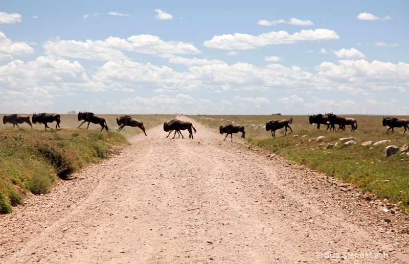 Great Wildebeest Migration I, Serengeti, Tanzania