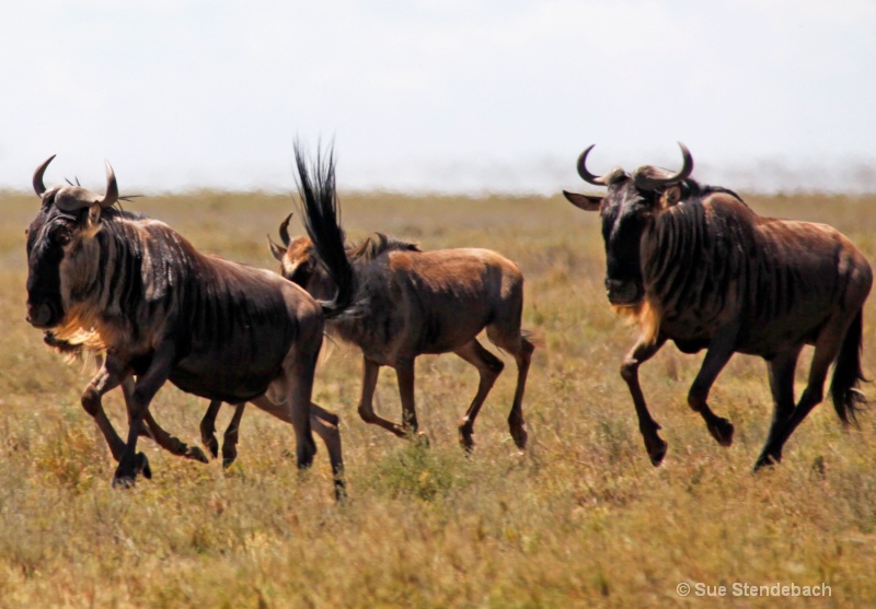 Great Wildebeest Migration III, Serengeti, Tanzani