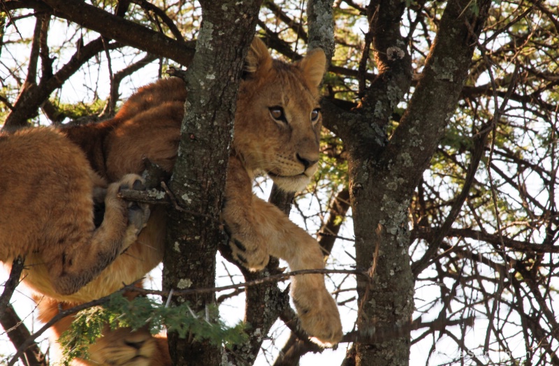 Cubs Keeping Watch, Serengeti, Tanzania