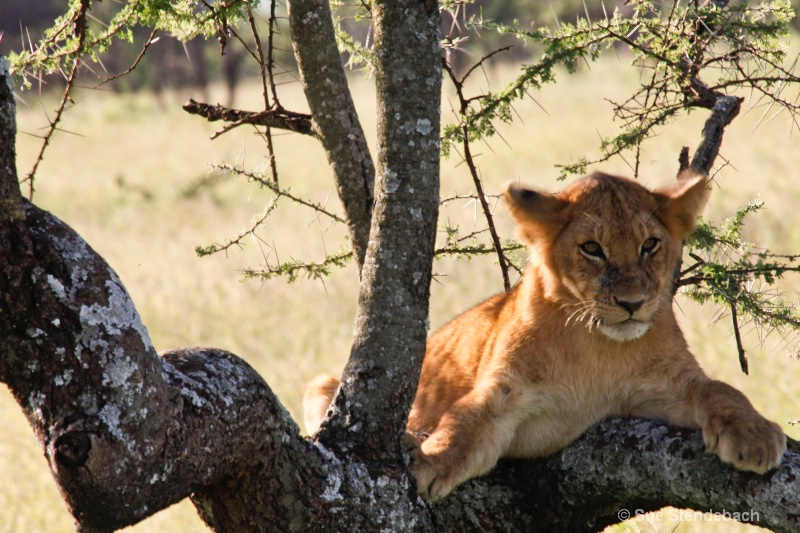 Cub Sentinel, Serengeti, Tanzania