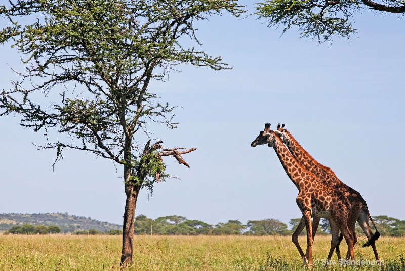 Stroll, Serengeti, Tanzania