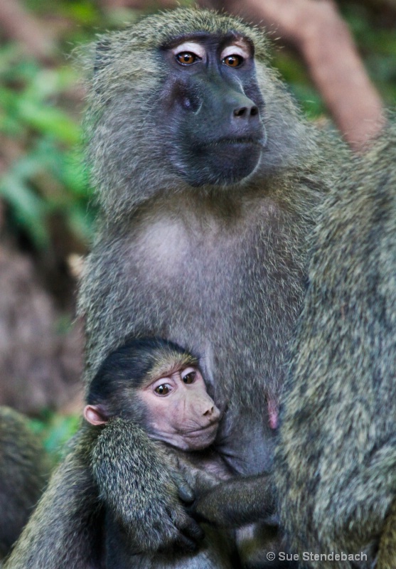 Nurturing Baboon and Baby, Serengeti, Tanzania