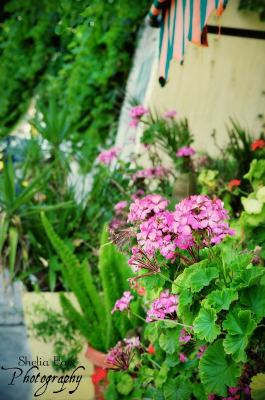 Greek Village Garden