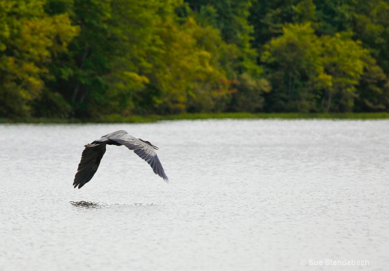 Great Blue Heron Skimming, Fairfax, VA