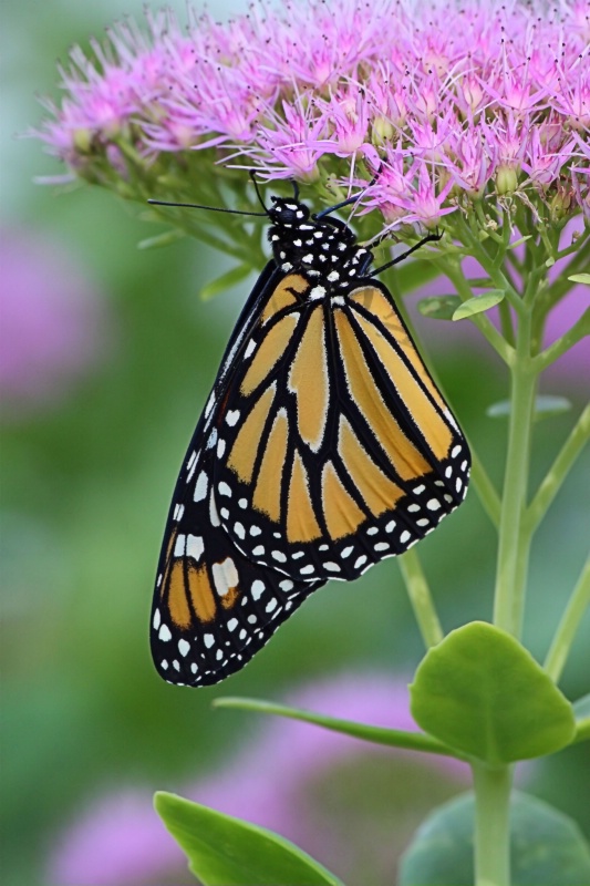 New Monarch
