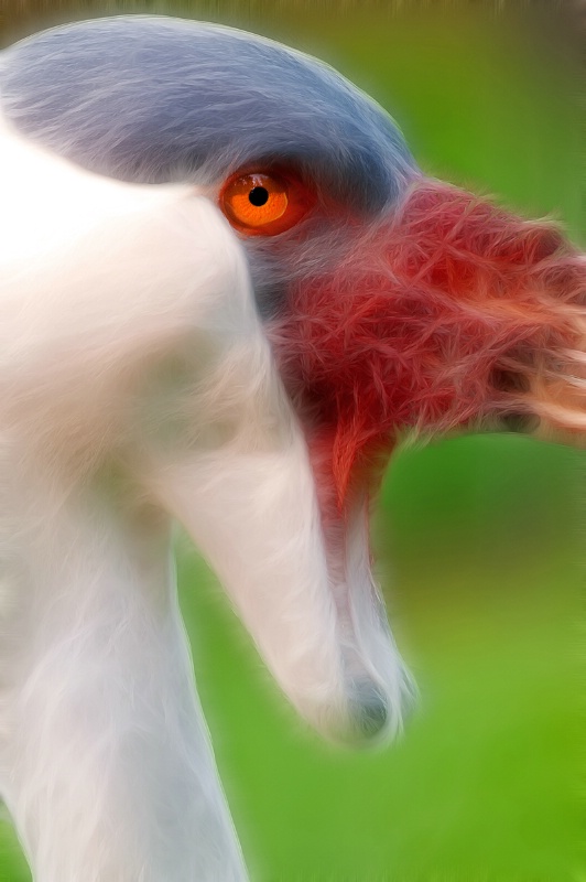 Close Up of Wattled Crane -- Fractalius
