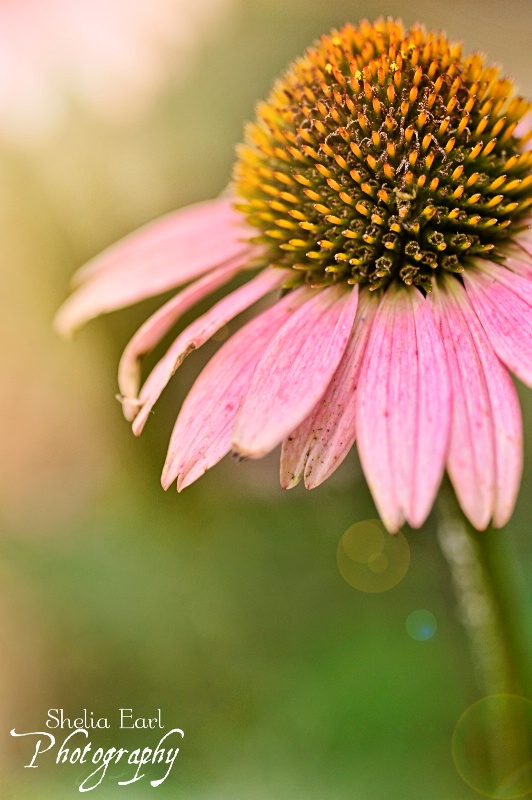 Sunlit Coneflower