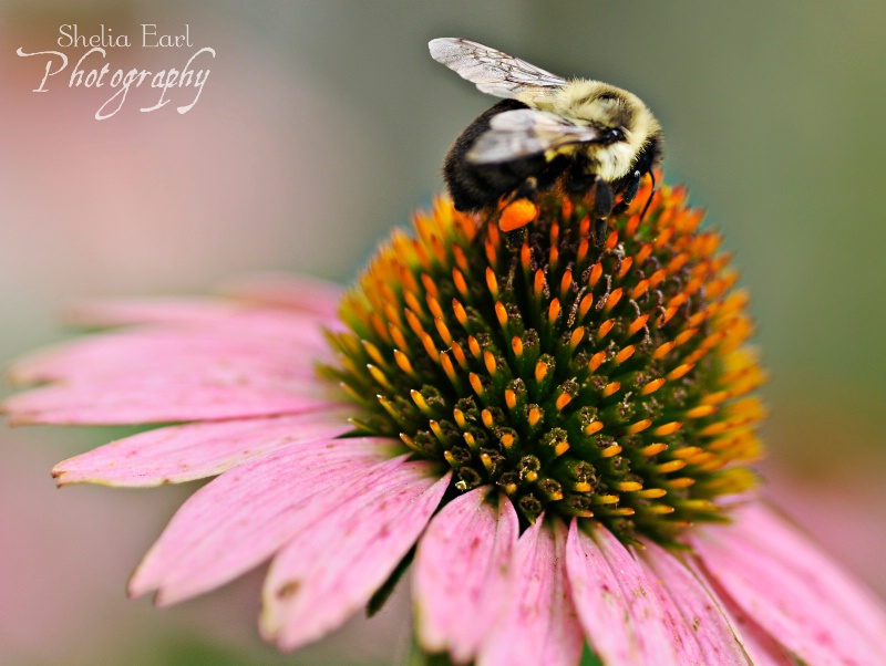 Bee on Coneflower