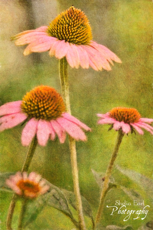 Coneflowers in Sunlight