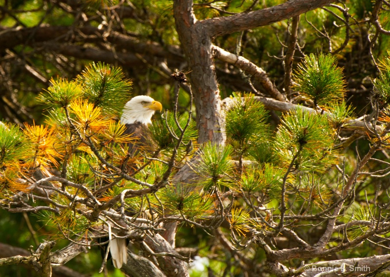bald eagle