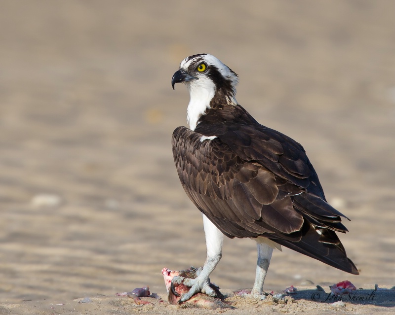 Osprey - May 7th, 2011