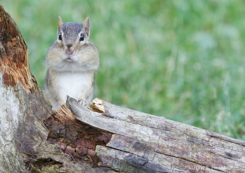 Chipmunk with mouthful