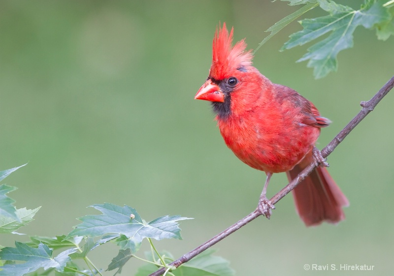 Cardinal