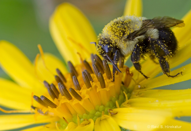 Bumble bee on a sunflower