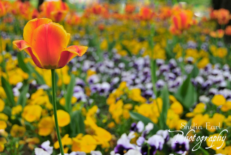 Flowers of Croatia