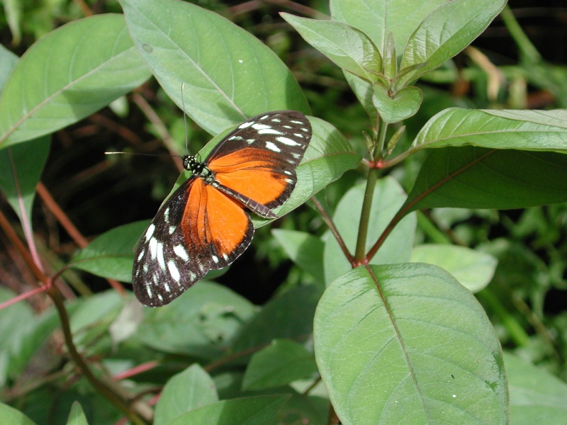 belize butterfly orange