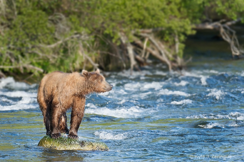 Brown Bear on Rock 2