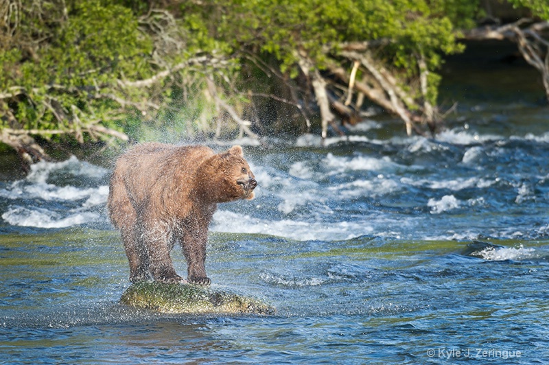 Brown Bear Shaking off Water