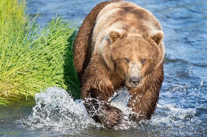 Brown Bear 