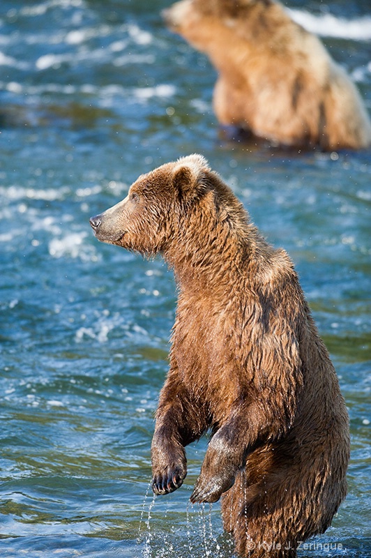 Brown Bear Standing in River